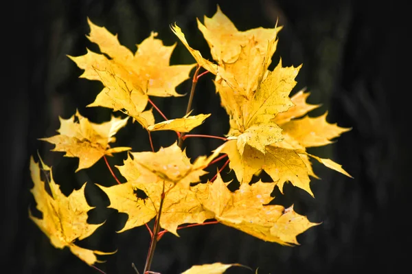 Sarı akçaağaç yaprakları koyu arka plan üzerinde — Stok fotoğraf