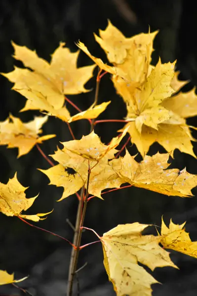 Yellow maple leaves on a dark background — Stock Photo, Image