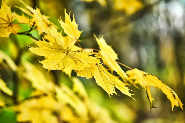Gelbe Ahornblätter auf einem Ast — Stockfoto