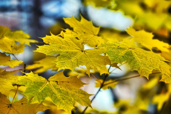 Foglie d'acero gialle su un ramo d'albero — Foto Stock