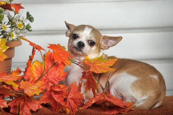 Chihuahua — Foto Stock