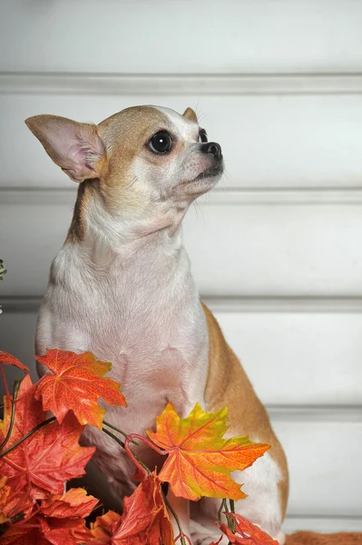 Chihuahua — Stockfoto