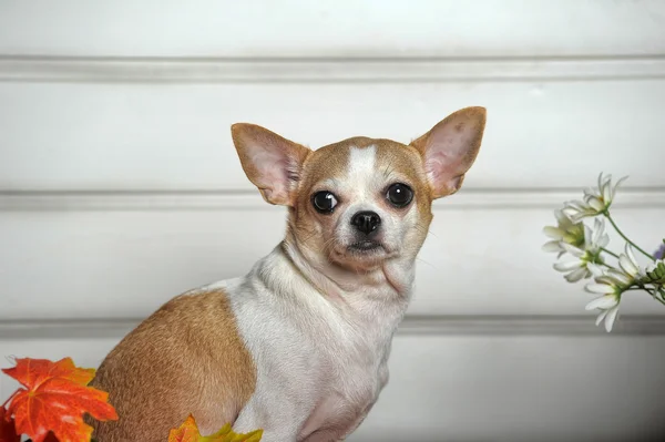 Chihuahua — Stockfoto