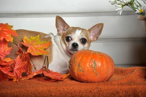 Chihuahua — Stockfoto