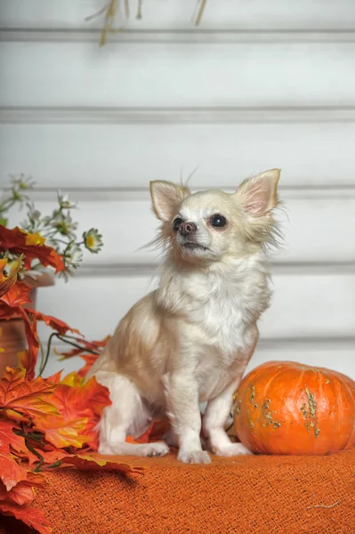 Chihuahua — Stockfoto