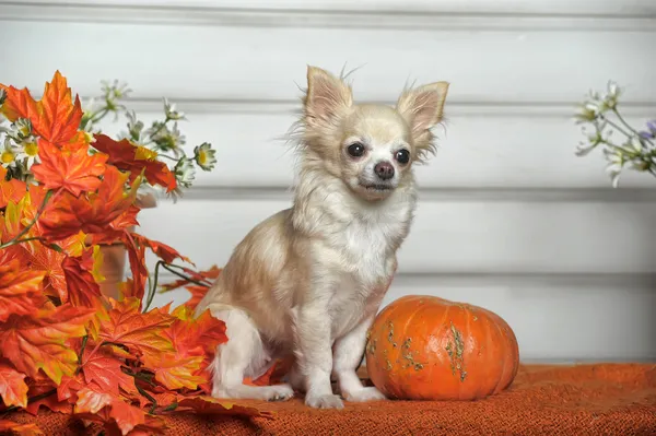 Chihuahua — Fotografia de Stock