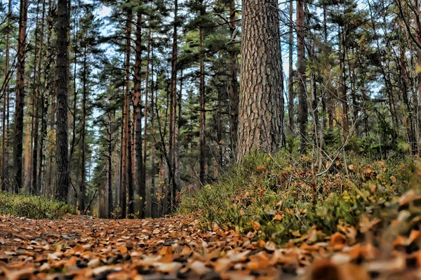 Sendero de otoño en el parque — Foto de Stock
