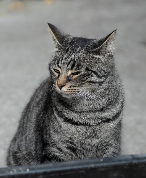 一只大的虎斑猫的肖像 — 图库照片