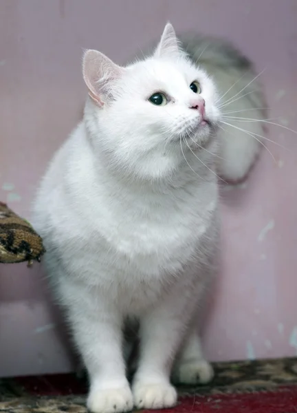 Stor vit katt — Stockfoto