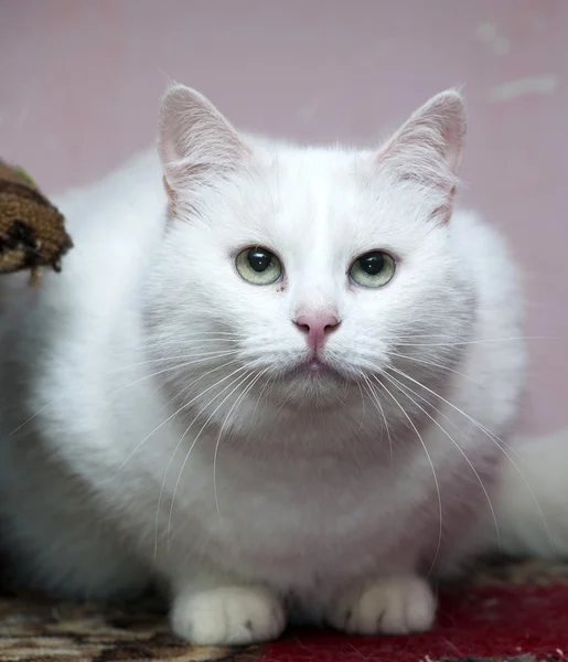 Grande gato branco — Fotografia de Stock