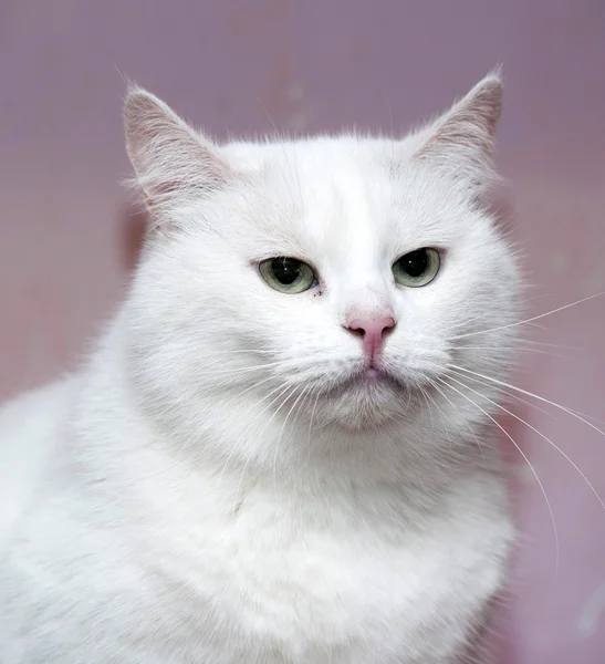Velká bílá kočka — Stock fotografie