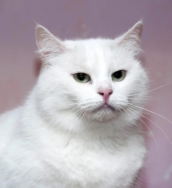 Grande gato branco — Fotografia de Stock