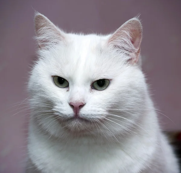 大きな白い猫 — ストック写真
