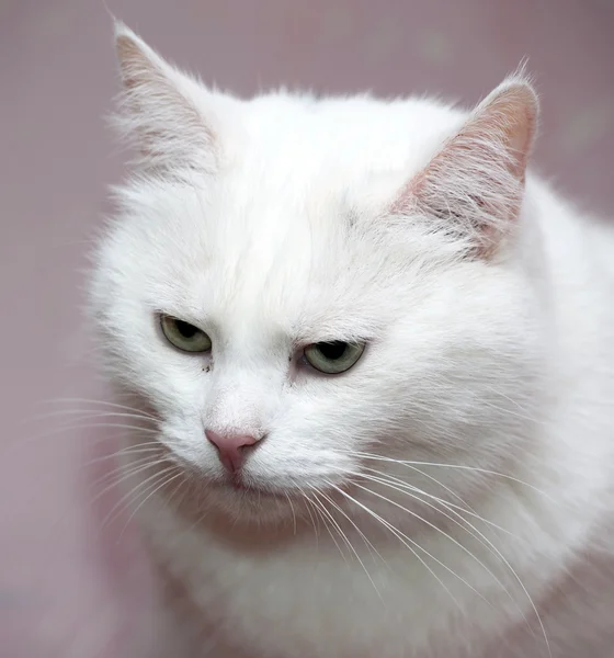 Büyük beyaz kedi. — Stok fotoğraf