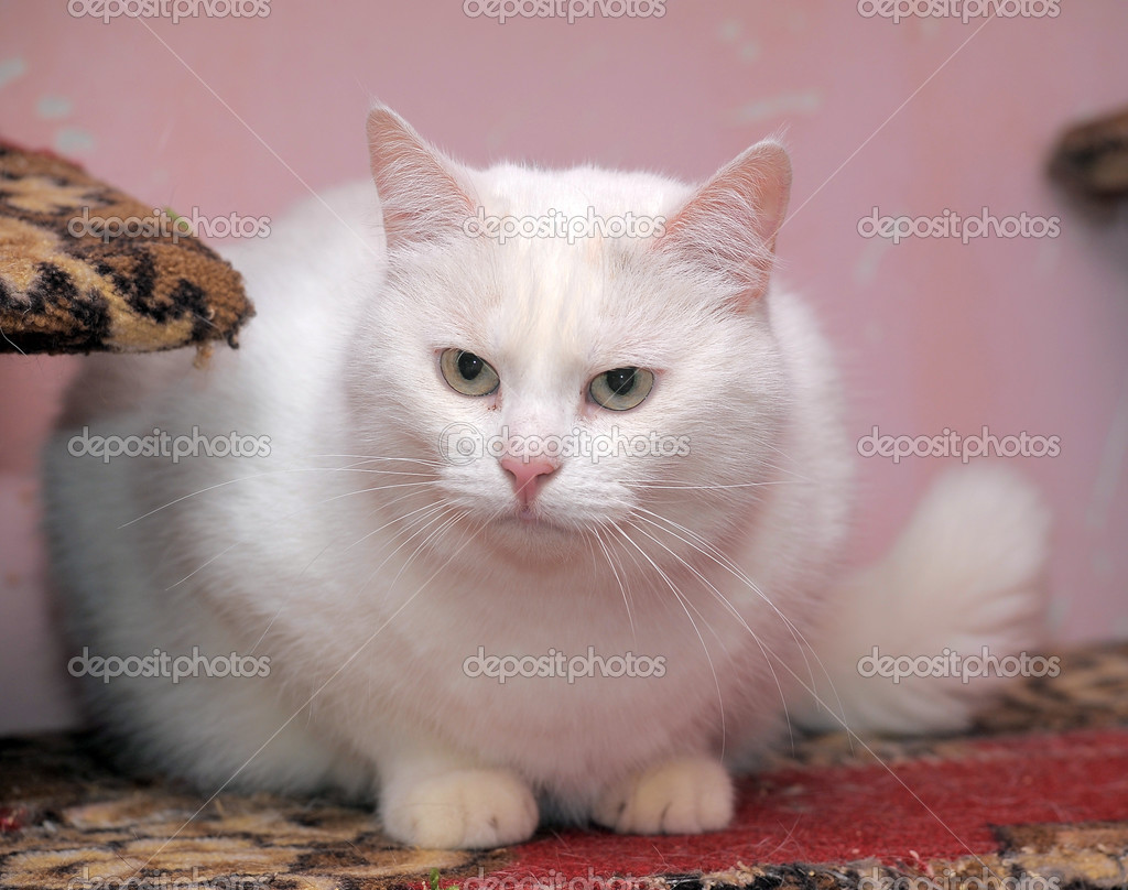  Big  white  cat   Stock Photo  evdoha 34257581