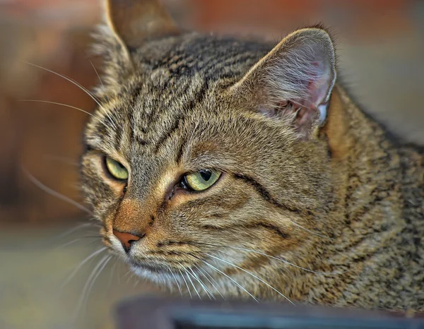 Portrait of a large tabby cat — Stock Photo, Image