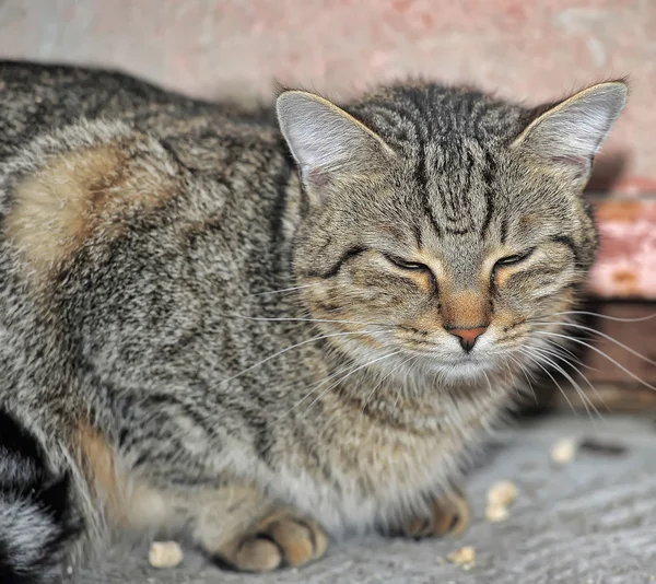 大規模なぶち猫の肖像画 — ストック写真