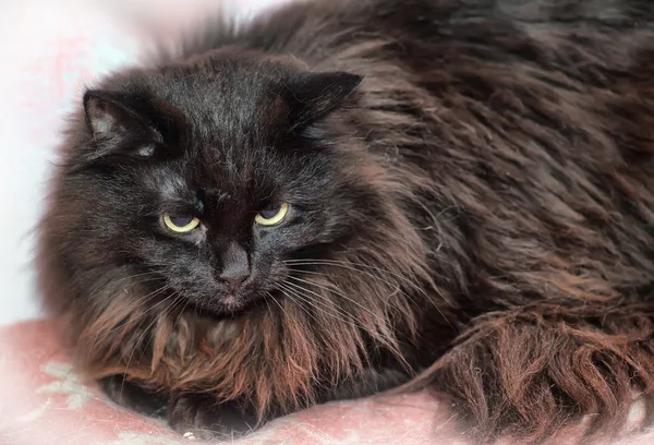 Красивая пушистая чёрная кошка — стоковое фото