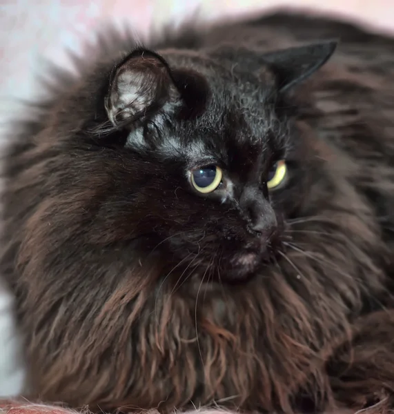 Indah berbulu kucing hitam — Stok Foto