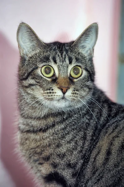 Портрет великого таббі-кішки — стокове фото