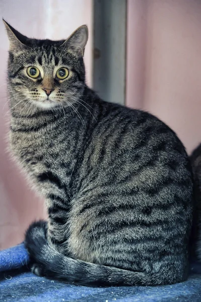 Retrato de un gato tabby grande — Foto de Stock