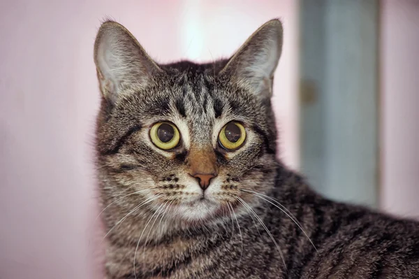 Porträtt av en stor tabby katt — Stockfoto