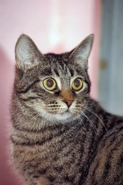 Портрет великого таббі-кішки — стокове фото