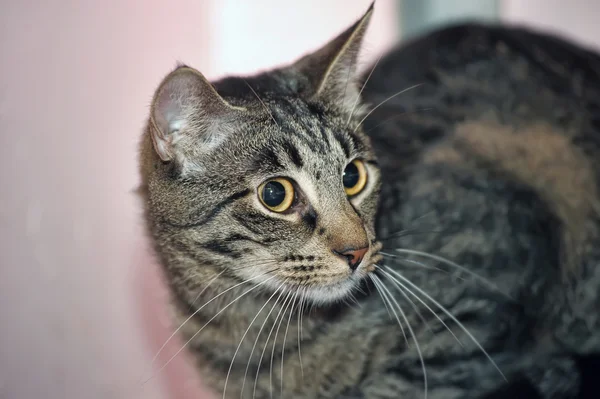 Retrato de um grande gato de mesa — Fotografia de Stock