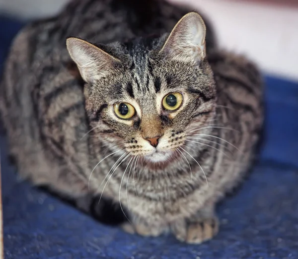 Porträtt av en stor tabby katt — Stockfoto