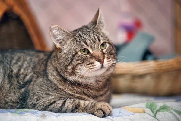 Retrato de un gato tabby grande — Foto de Stock