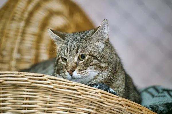Портрет большого тэбби-кота — стоковое фото