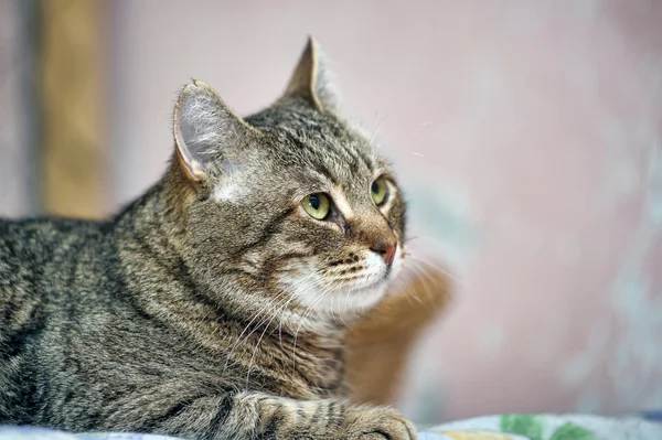 Portrait d'un grand chat tabby — Photo