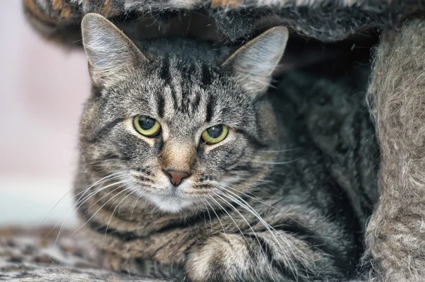 Portret van een grote Cyperse kat — Stockfoto