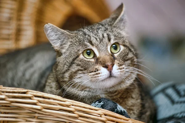 Portrait of a large tabby cat — Stock Photo, Image