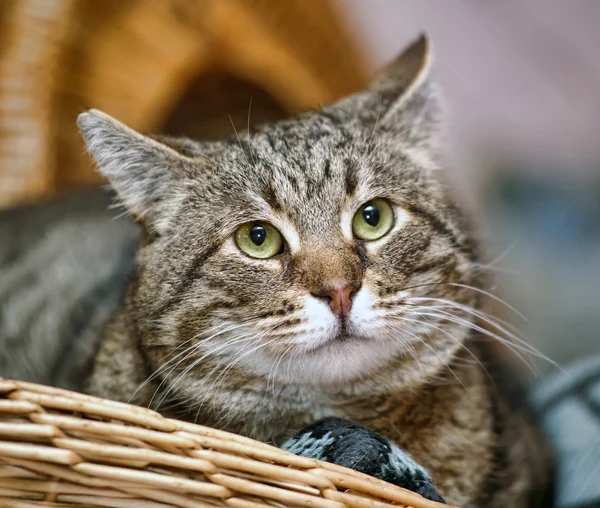 Portrait of a large tabby cat — Stock Photo, Image