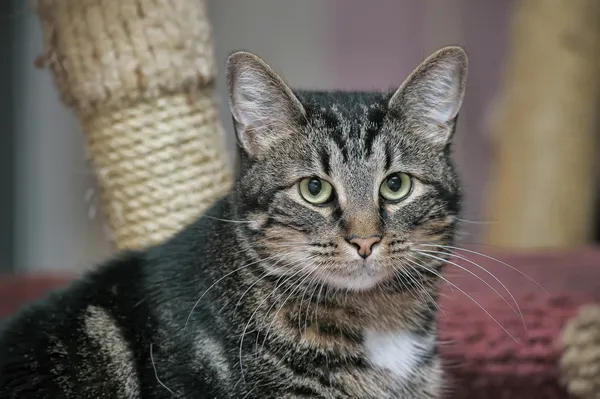 Büyük bir tekir kedi portresi — Stok fotoğraf