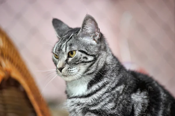 Portræt af en stor tabby kat - Stock-foto