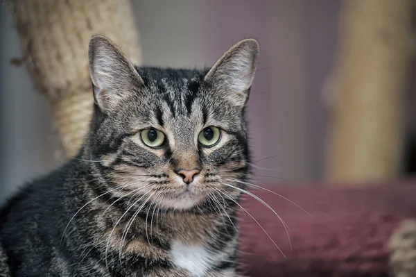 Portrét Velká mourovatá kočka — Stock fotografie