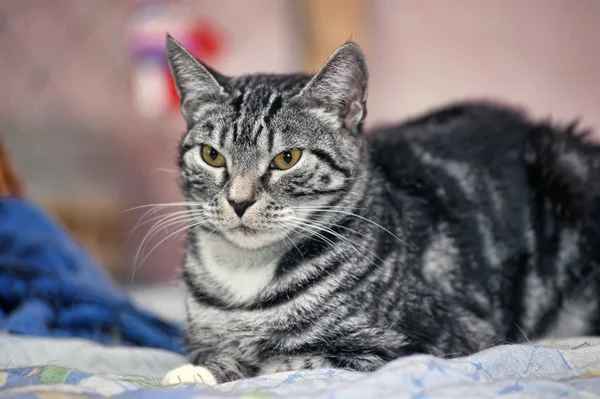 Портрет большого тэбби-кота — стоковое фото