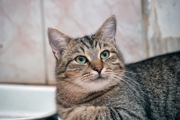 Retrato de un gato tabby grande — Foto de Stock