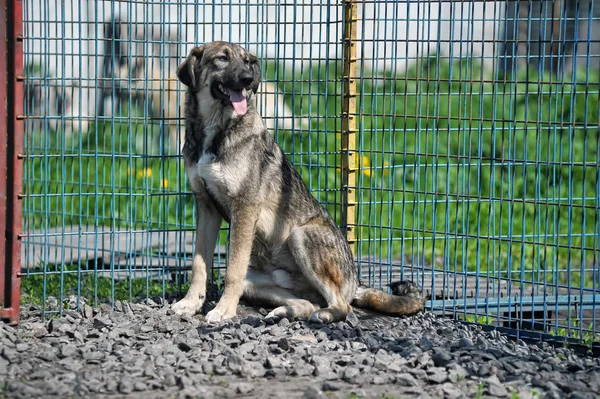 Dog in a shelter — Stock Photo, Image