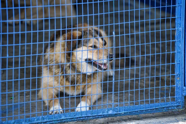 Dog in a shelter — Stock Photo, Image