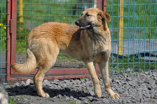 Perro en un refugio — Foto de Stock