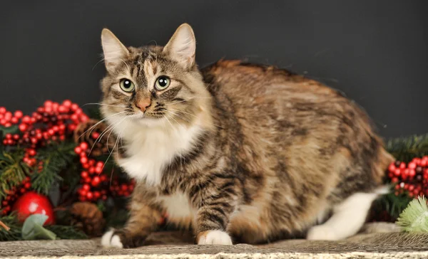 Tabby katt med rött julpynt — Stockfoto