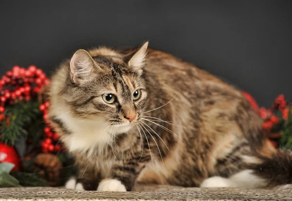 Tabby-Katze mit rot Weihnachtsschmuck — Stock fotografie