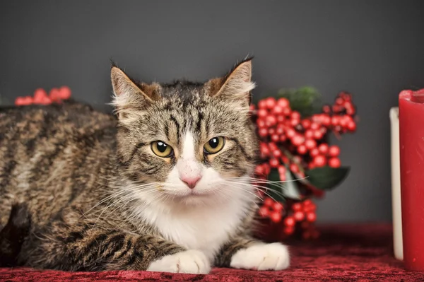 Kırmızı Noel süslemeleri ile tekir kedi — Stok fotoğraf