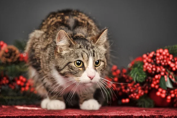 Gato de tabby con adornos rojos de Navidad — Foto de Stock