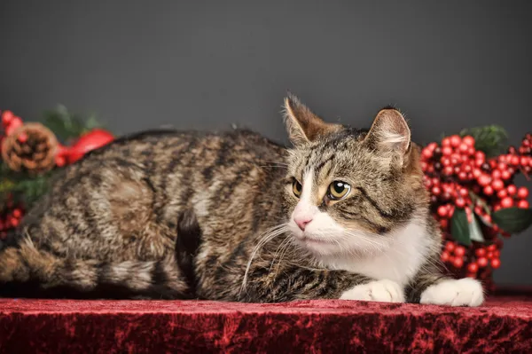 Tabby cat with red Christmas decorations — Stock Photo, Image