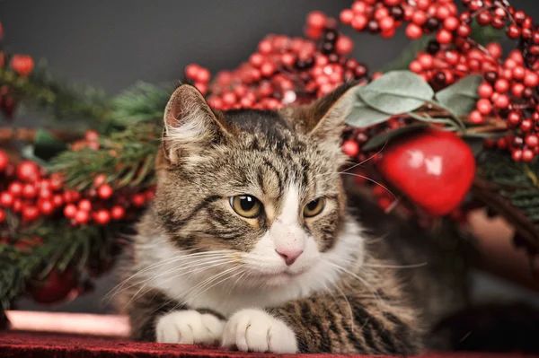 Gato de tabby con adornos rojos de Navidad —  Fotos de Stock