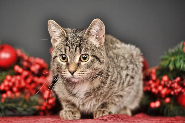 Pręgowany kot z czerwonych ozdób choinkowych — Zdjęcie stockowe